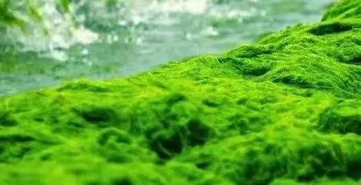 解锁作物新动力,引领农业新革命!——衡水湖POPEYE系列产品重磅升级