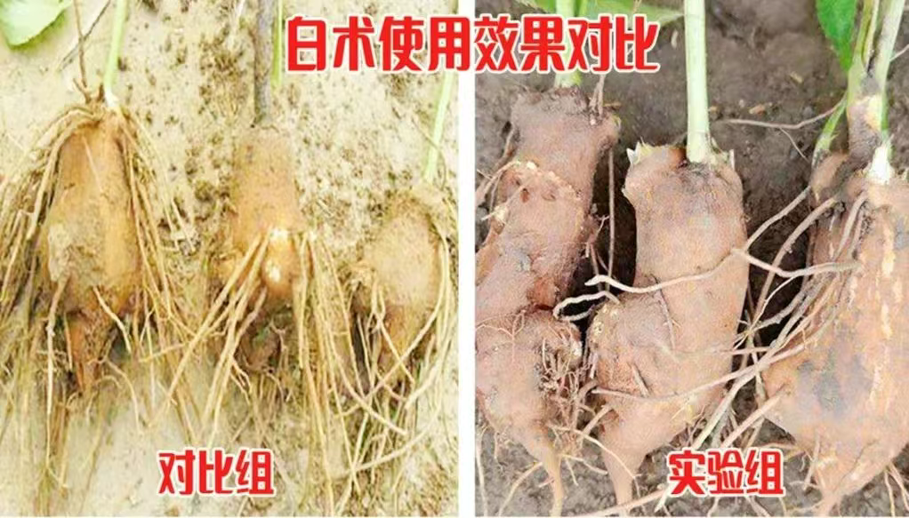 绿色农业新机遇——衡水湖POPEYE系列含海藻酸海藻多糖新品火爆订购生产中！]